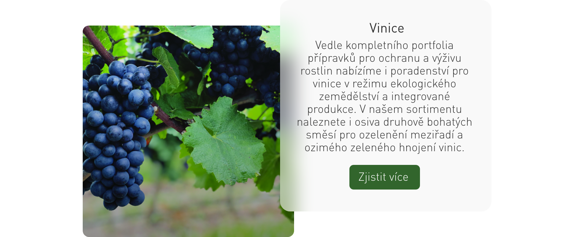 vinice blok 1